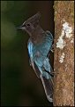 _1SB6378 stellers jay